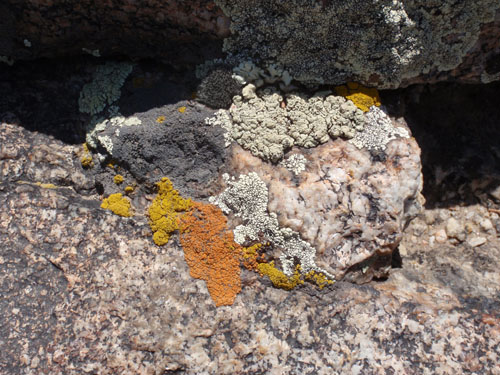 Yellow and orange crustose lichens